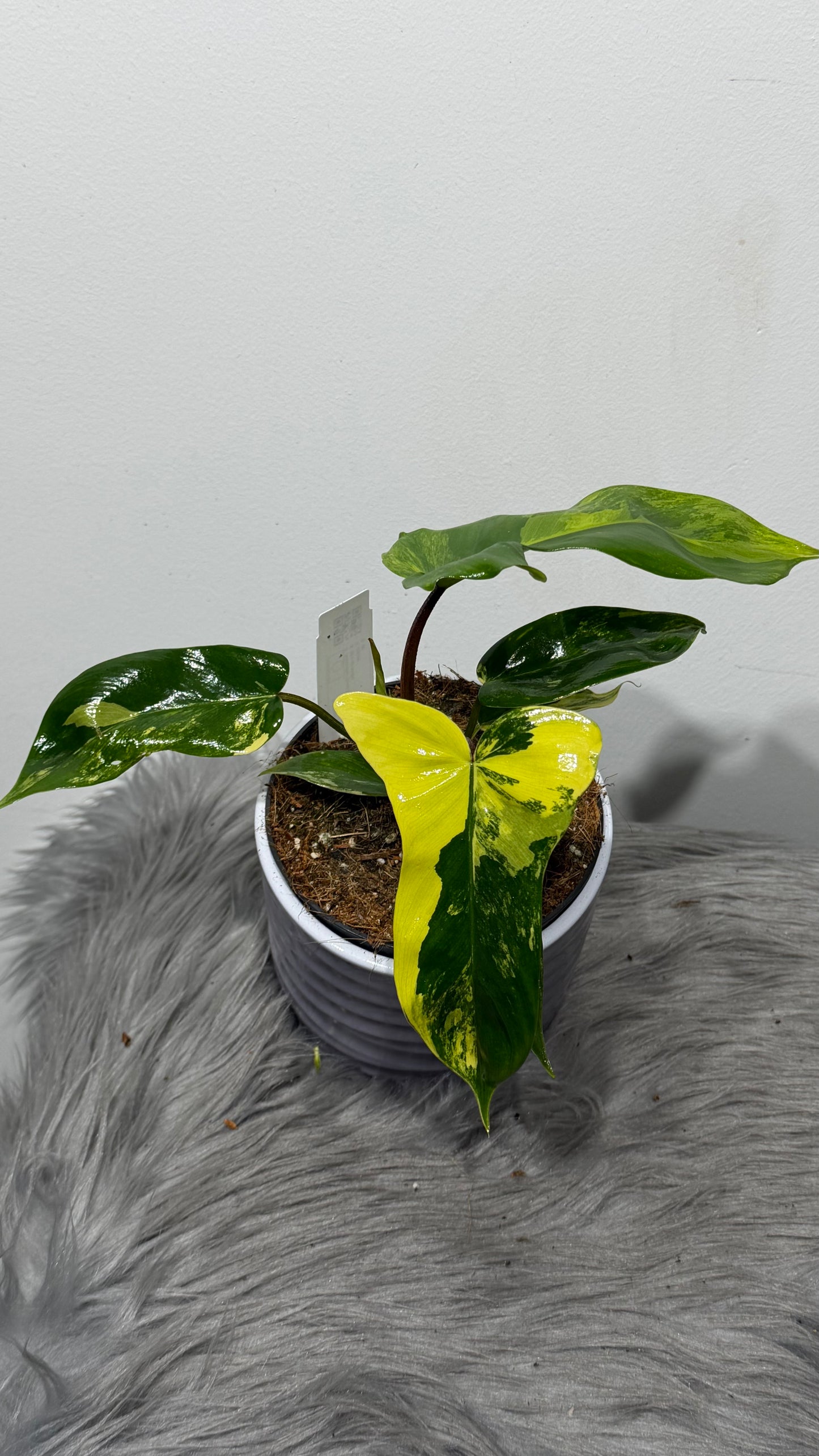 Philodendron FLORIDA Beauty