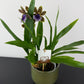 Zygopetalum Louisendorf 3
