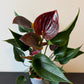 Anthurium Chocolate