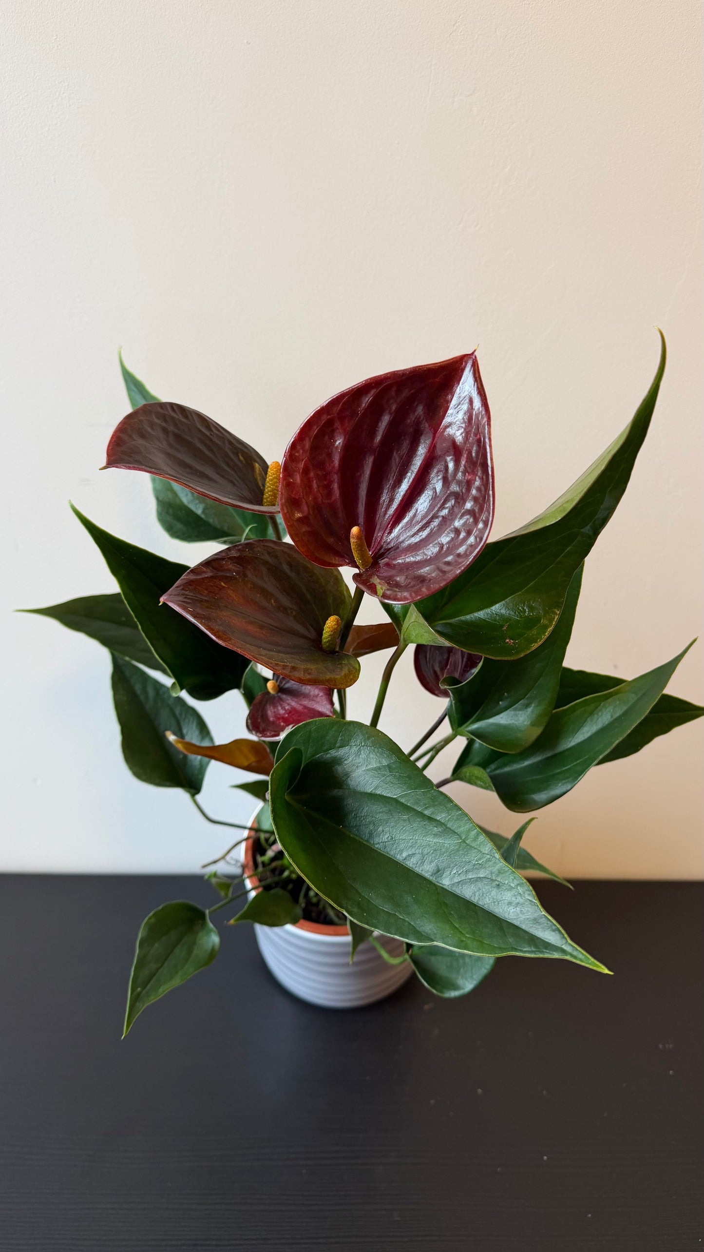 Anthurium Chocolate