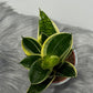 Sansevieria Golden Hahnii