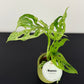 Monstera Frozen Fleckles