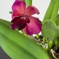 Cattleya 4
