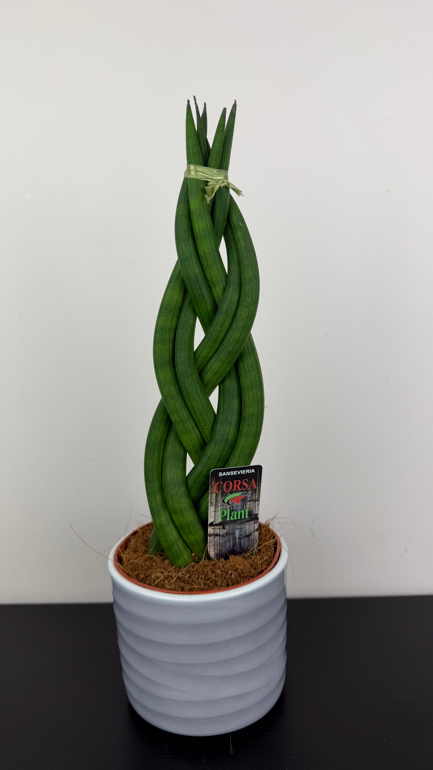 Sansevieria 3