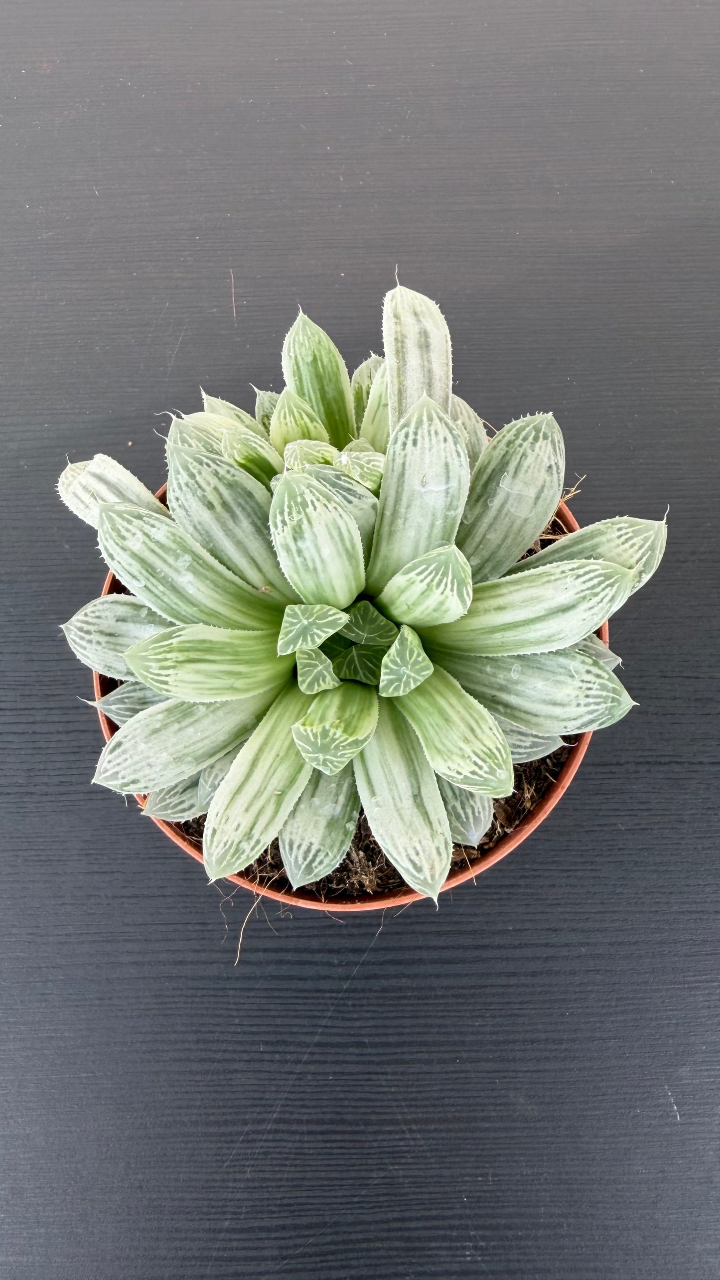Haworthia Cymbiformis White