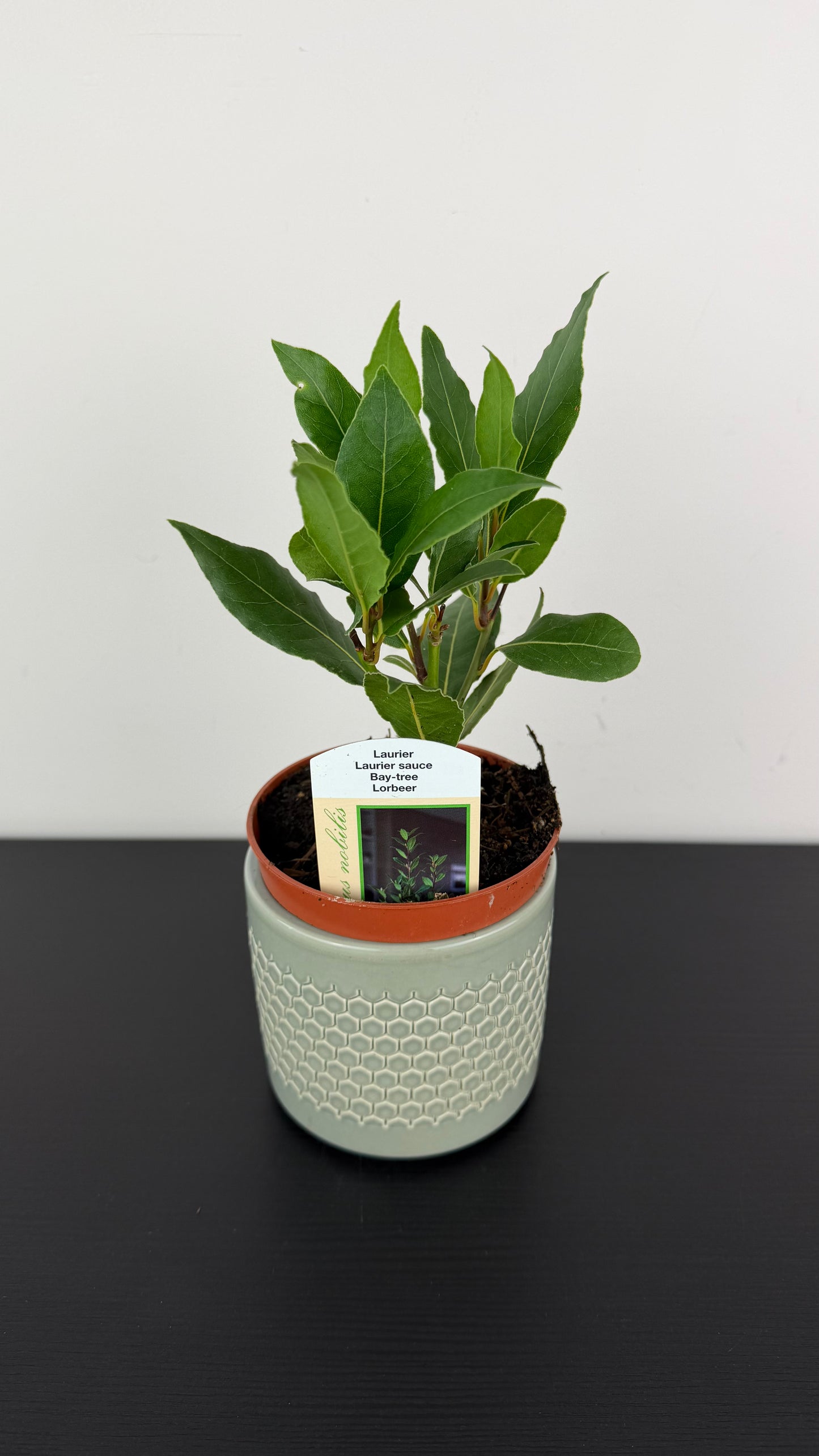 Laurus Nobilis