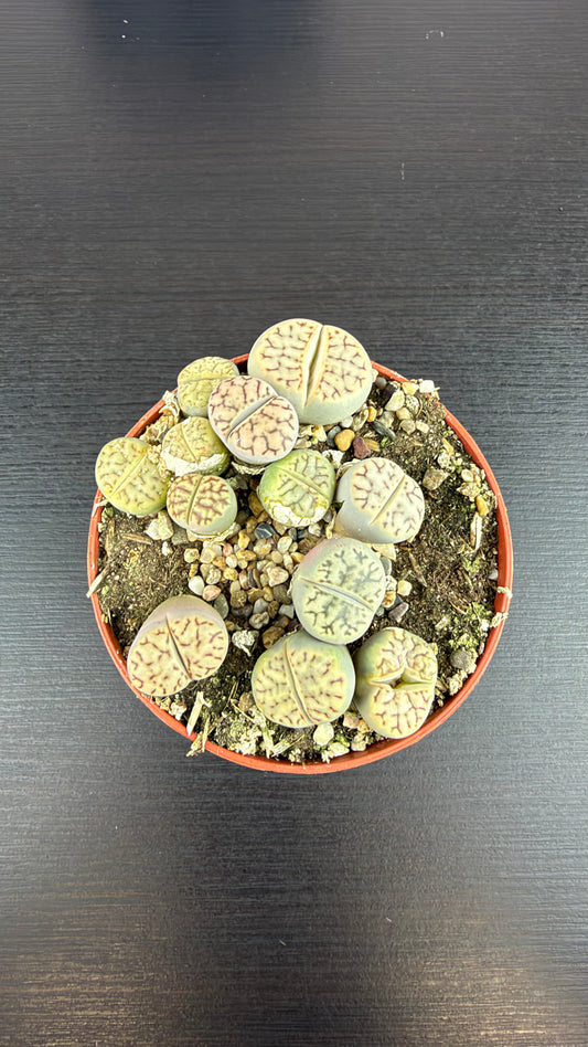 Lithops 5