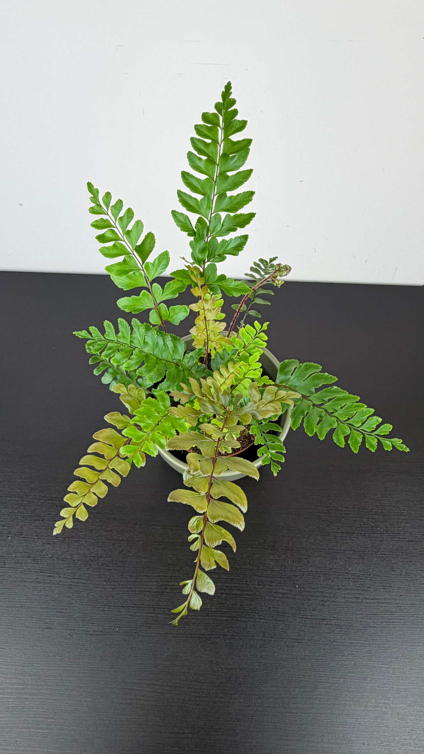 Fern 7