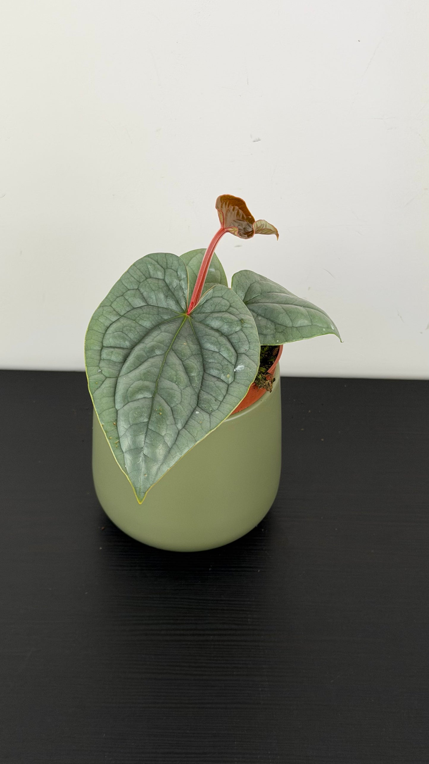 Anthurium Luxurians