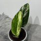 Monstera standleyana variegata