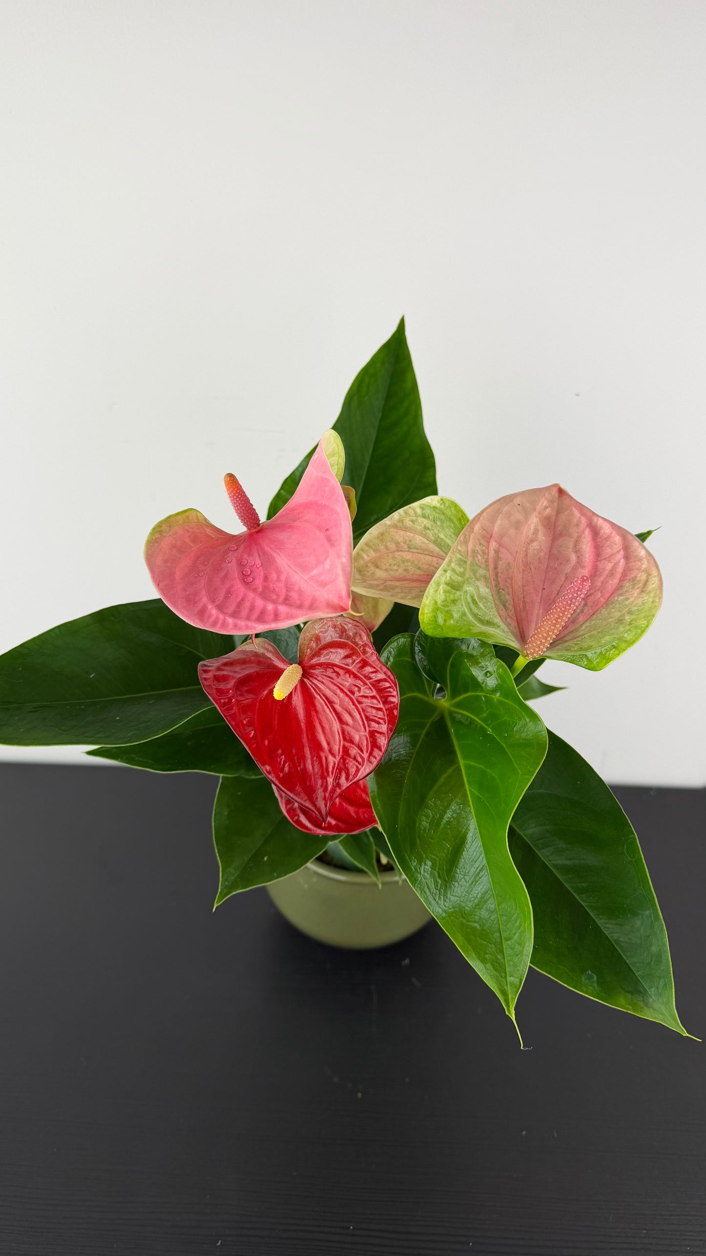 Anthurium Red and Pink