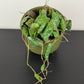 Hoya imbricata