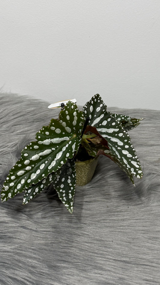 Begonia Angel Wings 3