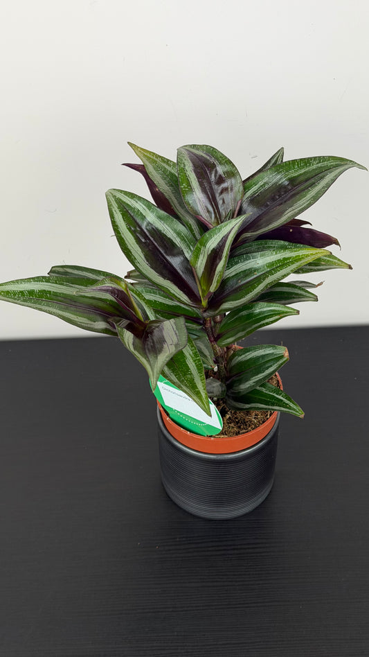 Dichorisandra Musaica