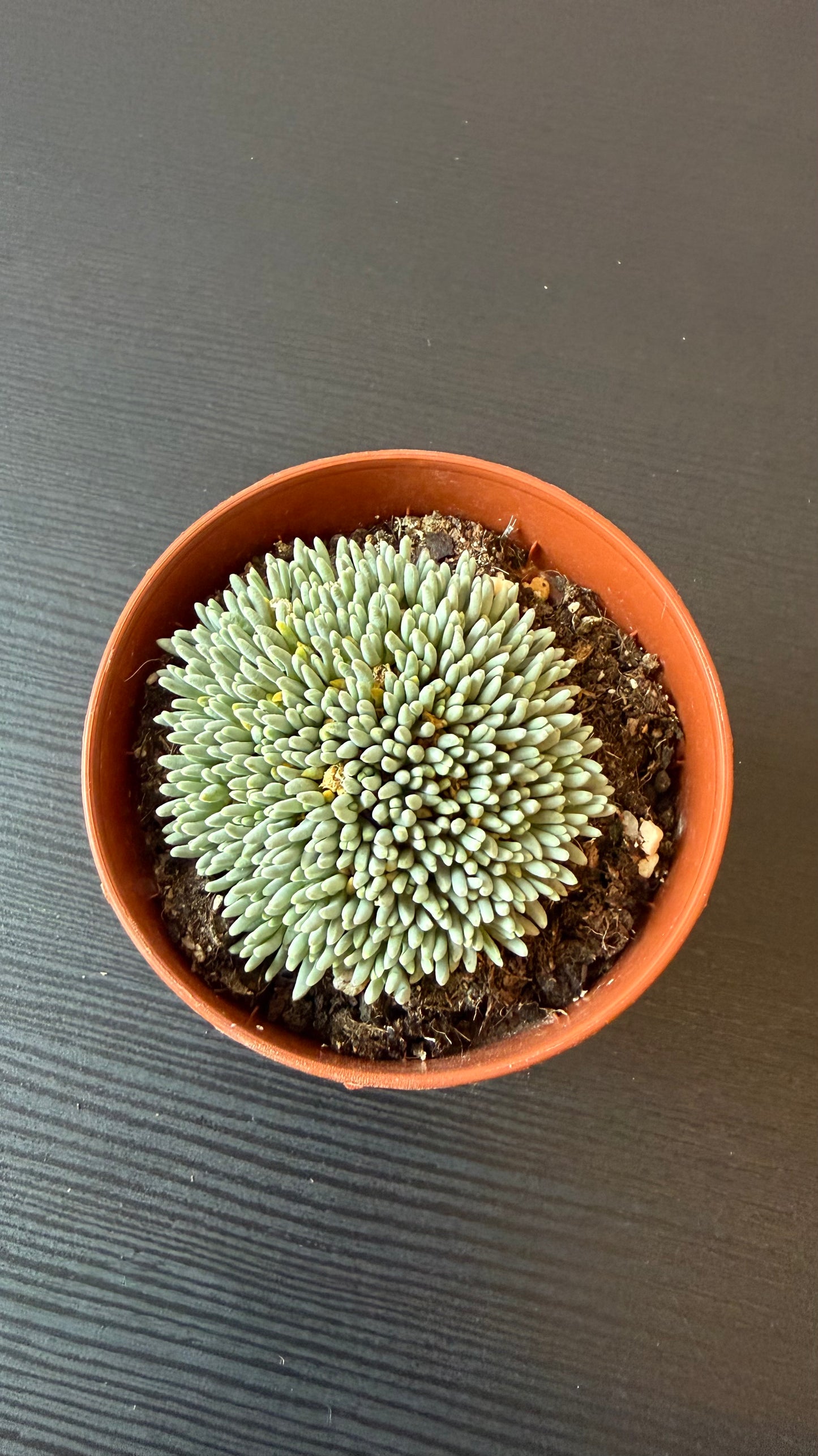 Delosperma Sphalmantoides