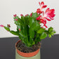 Schlumbergera Red
