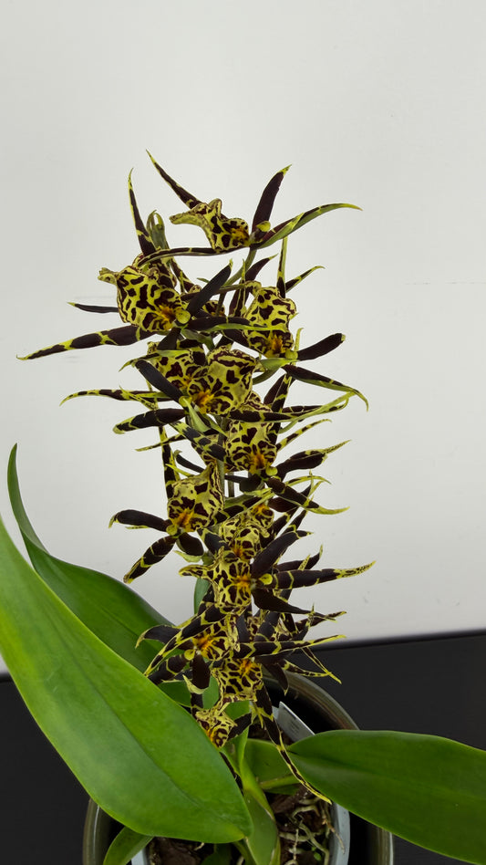 Brassia Summer Dream