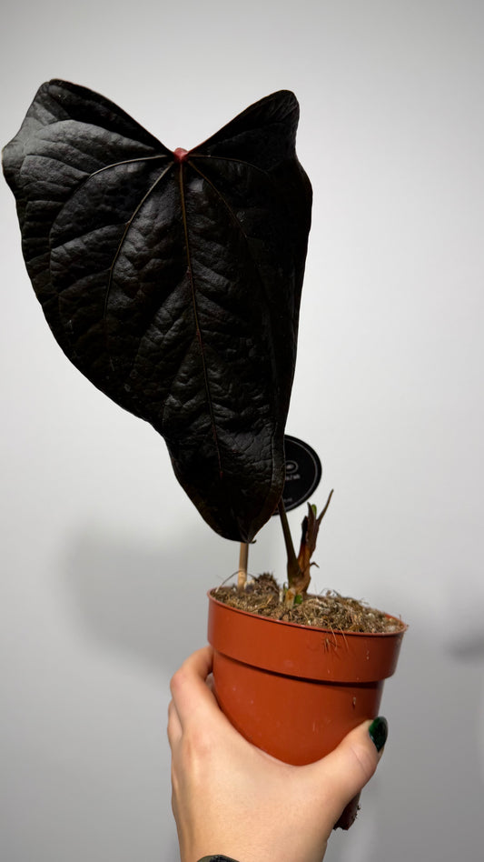 Anthurium Queen of Hearts