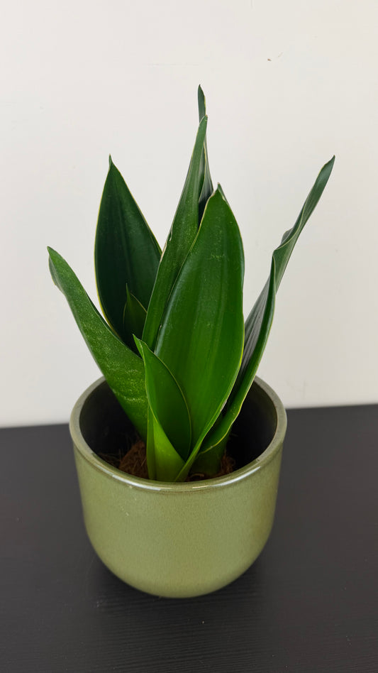 Sansevieria 'Black Diamond'