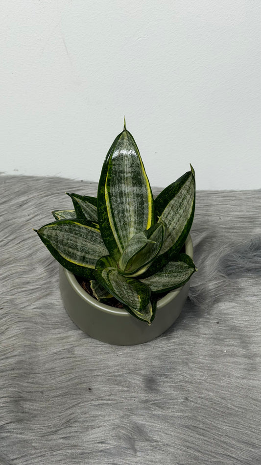 Sansevieria Hahnii Silver Zebra