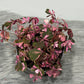 Oxalis Vulcano Pink