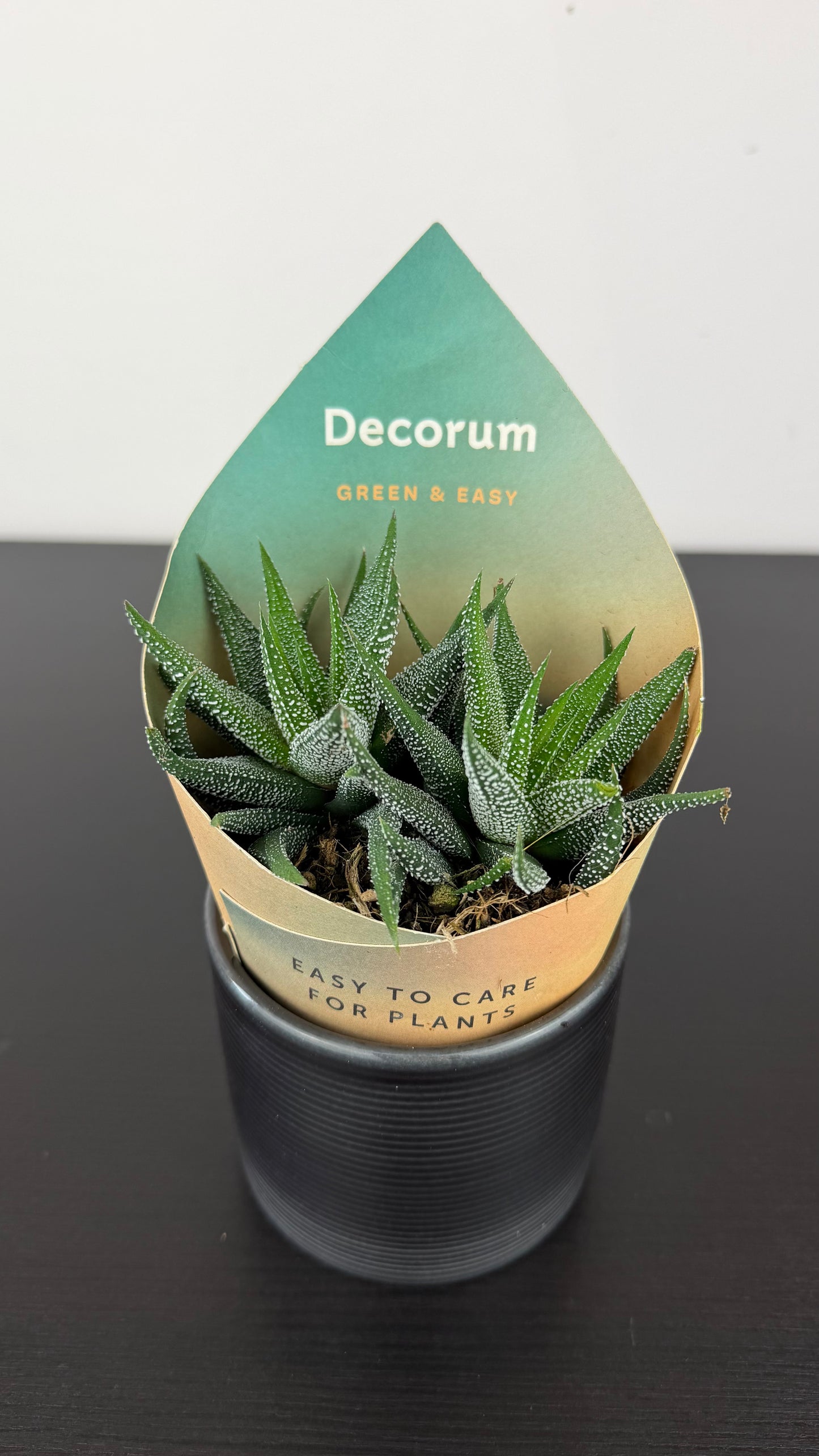 Haworthia fasciata Concolor