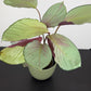 Calathea Roses Silverplate