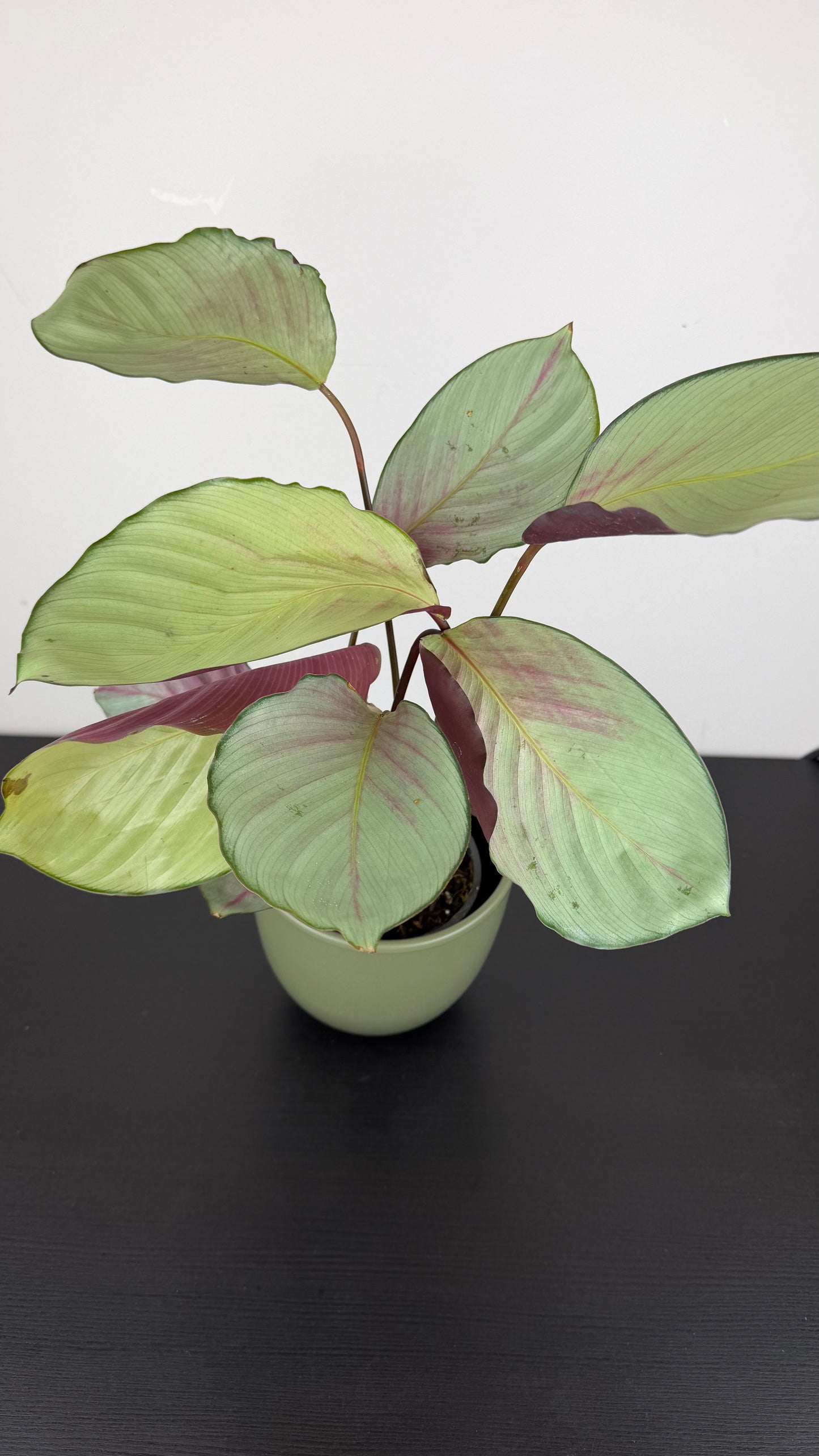 Calathea Roses Silverplate