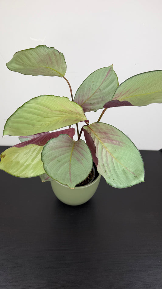 Calathea Roses Silverplate