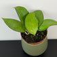Hoya sp Malang