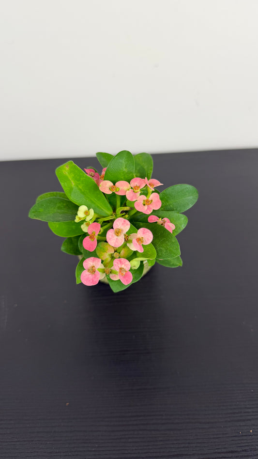 Euphorbia Milii Pink