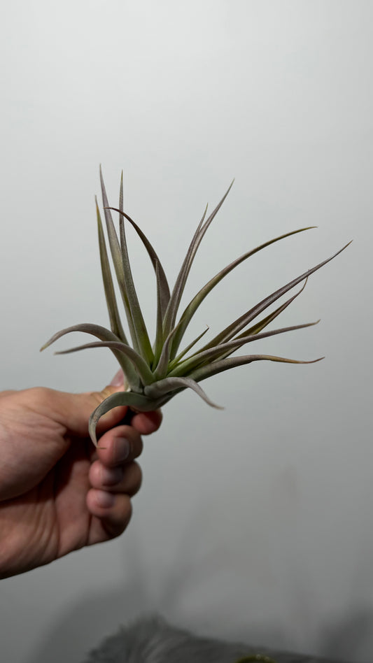 Tillandsia Air plant 2