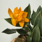 Promenaea Sunlight 2