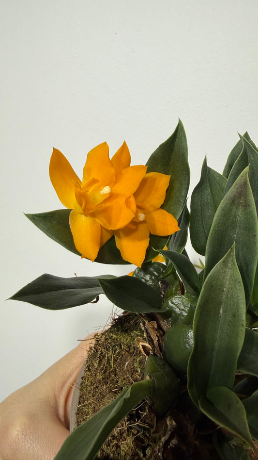 Promenaea Sunlight 2