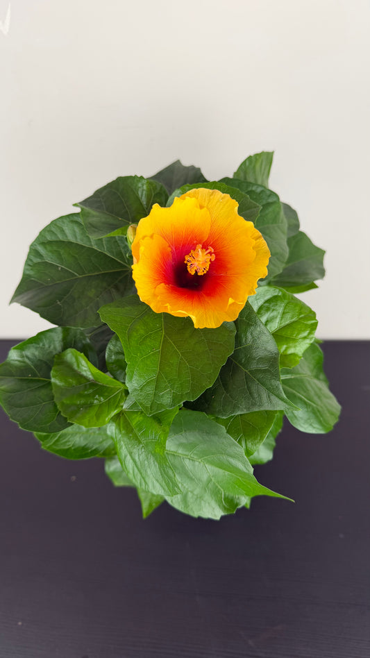 Hibiscus yellow/orange