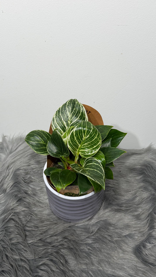 Philodendron Birkin