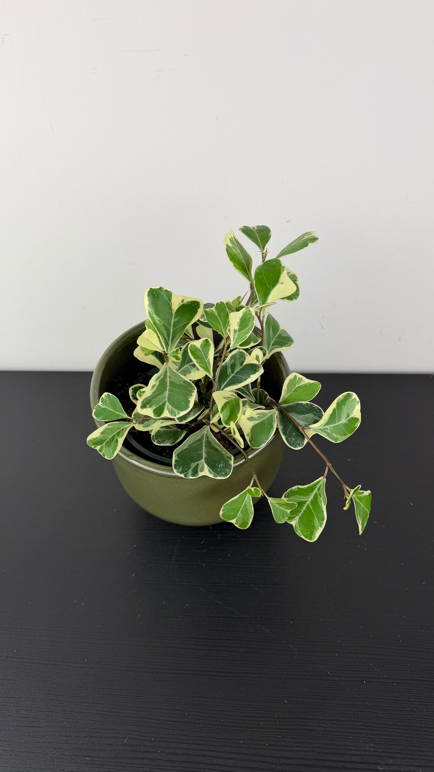 Ficus Triangularis Variegated