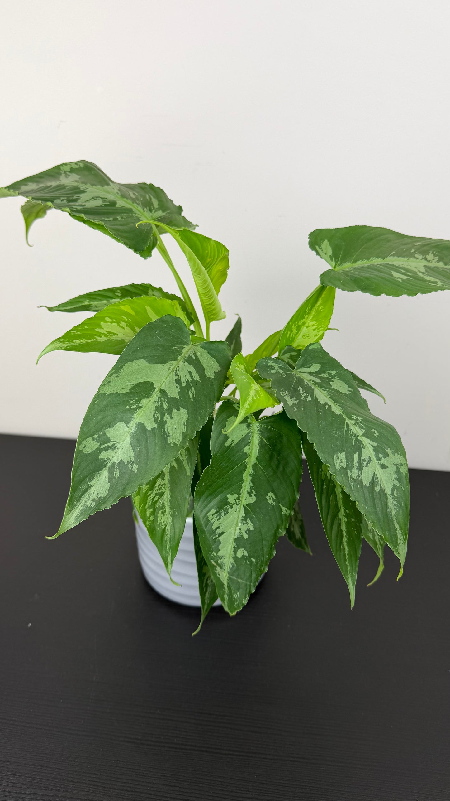 Schismatoglottis Scortechinii