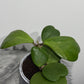 Hoya Kerrii