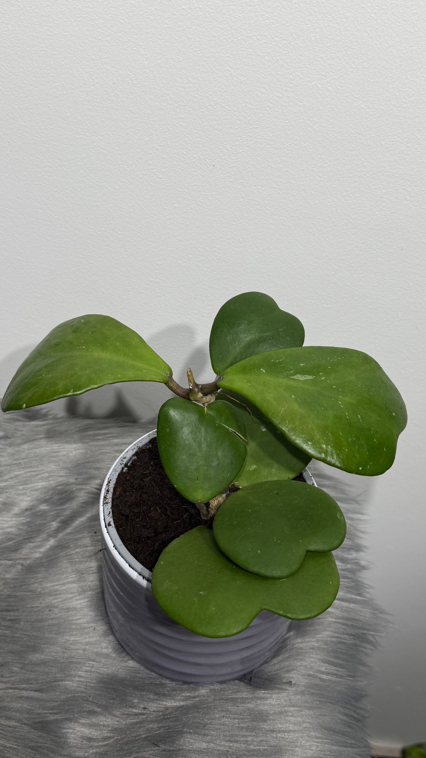 Hoya Kerrii