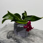 Cattleya 2