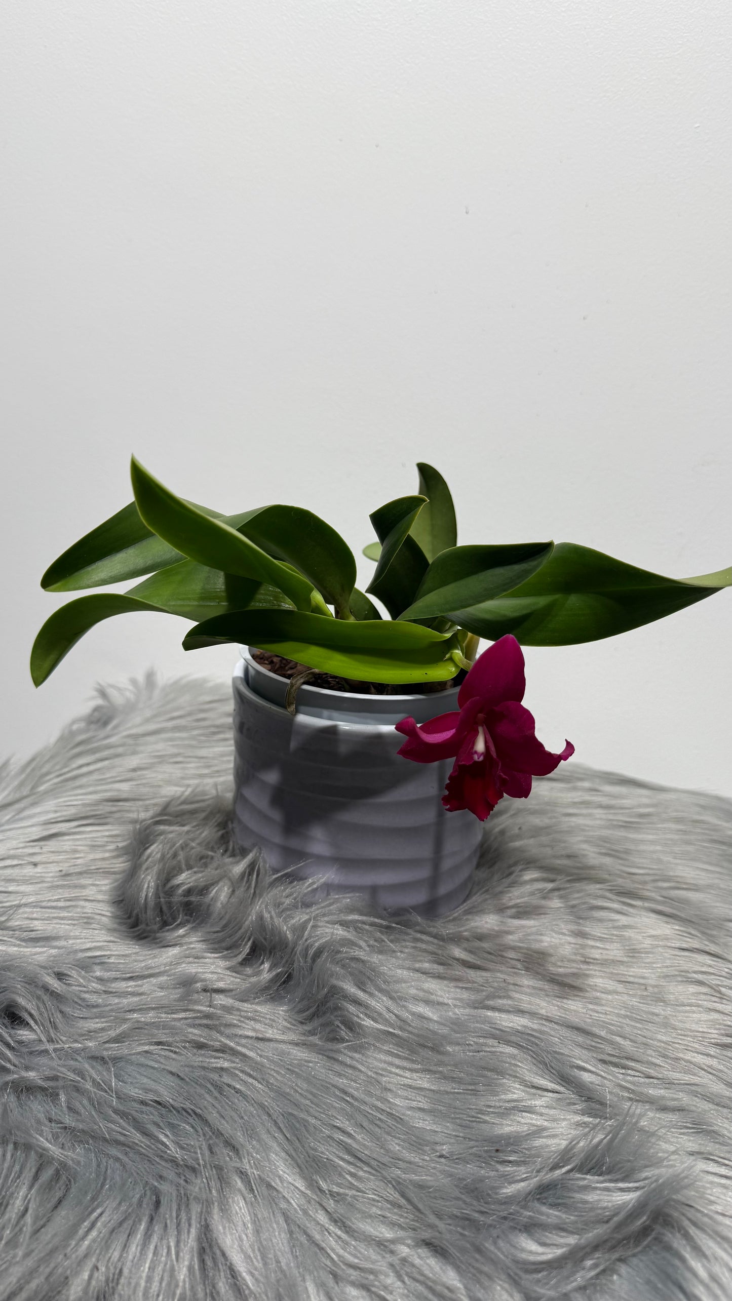 Cattleya 2