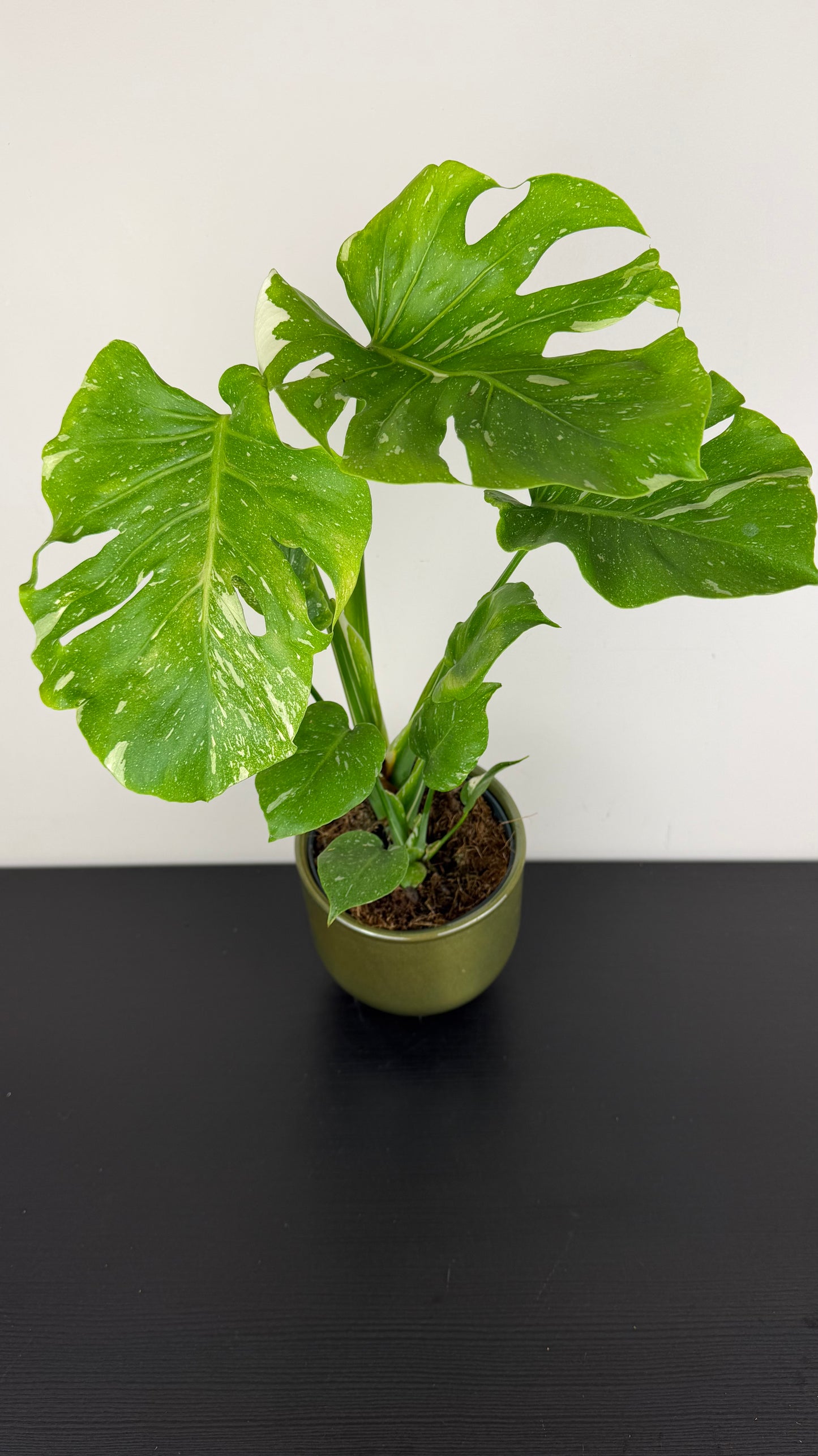 Monstera Thai Constellation