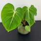 Philodendron Gloriosum