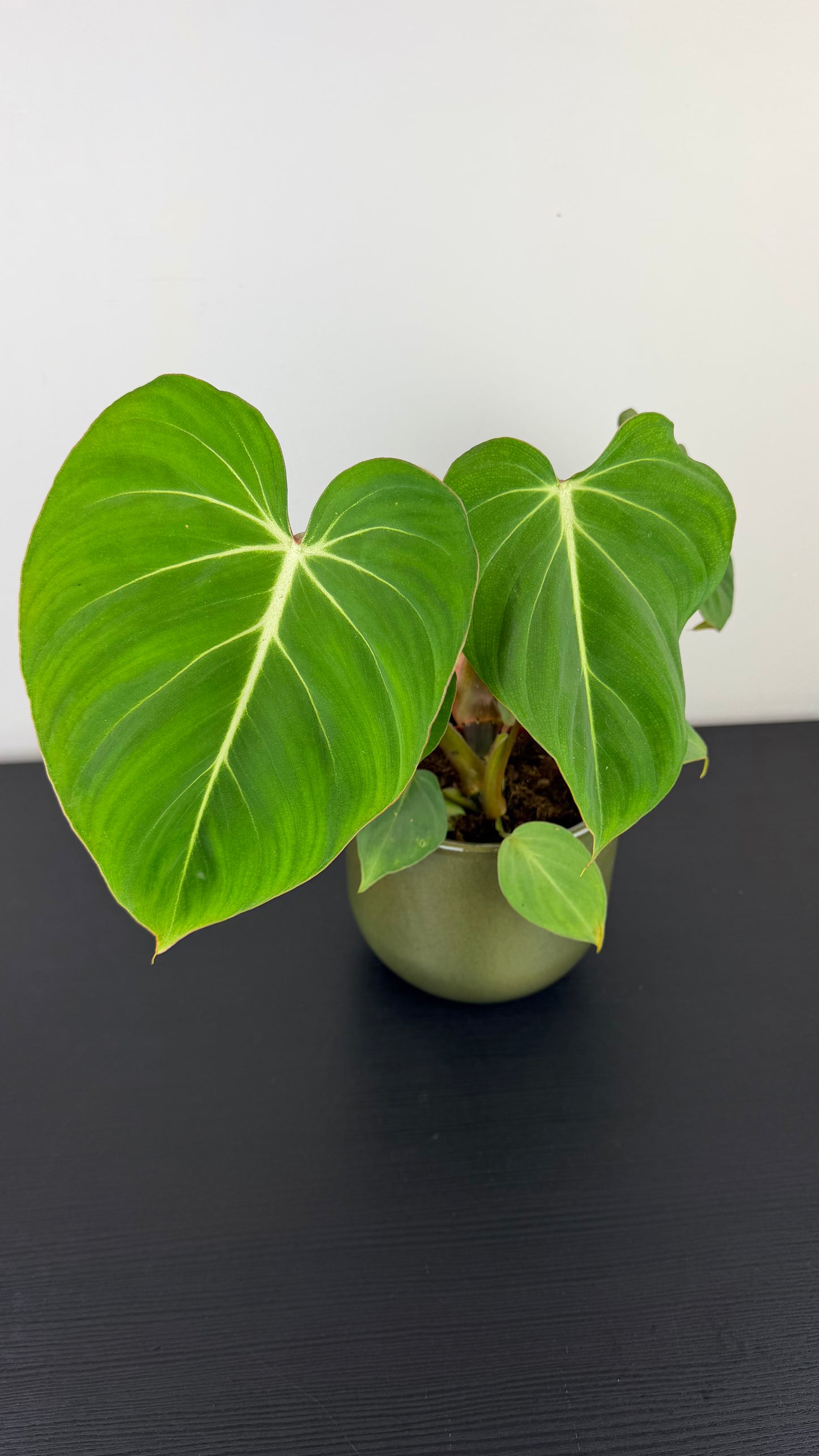 Philodendron Gloriosum