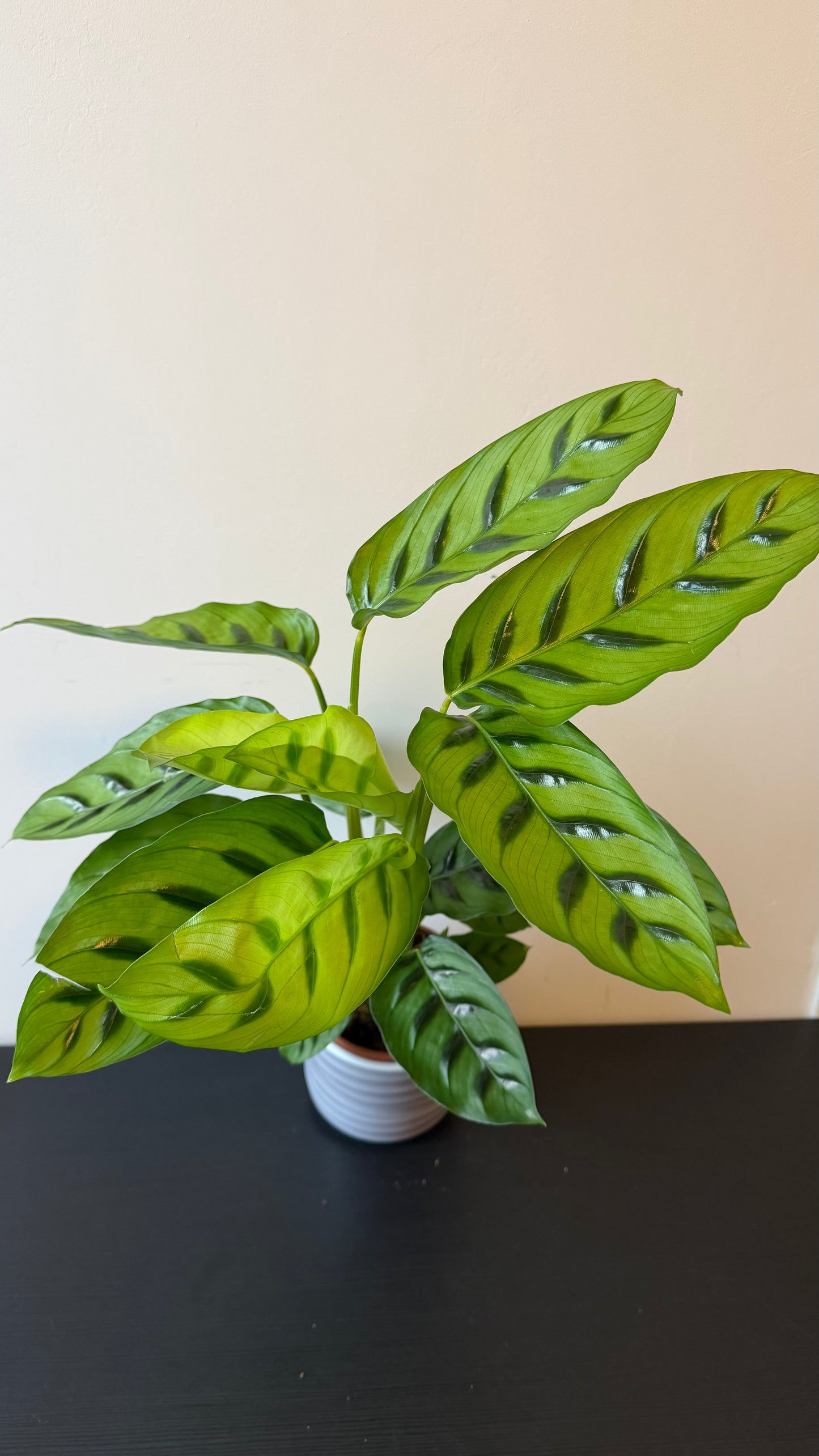 Calathea 1