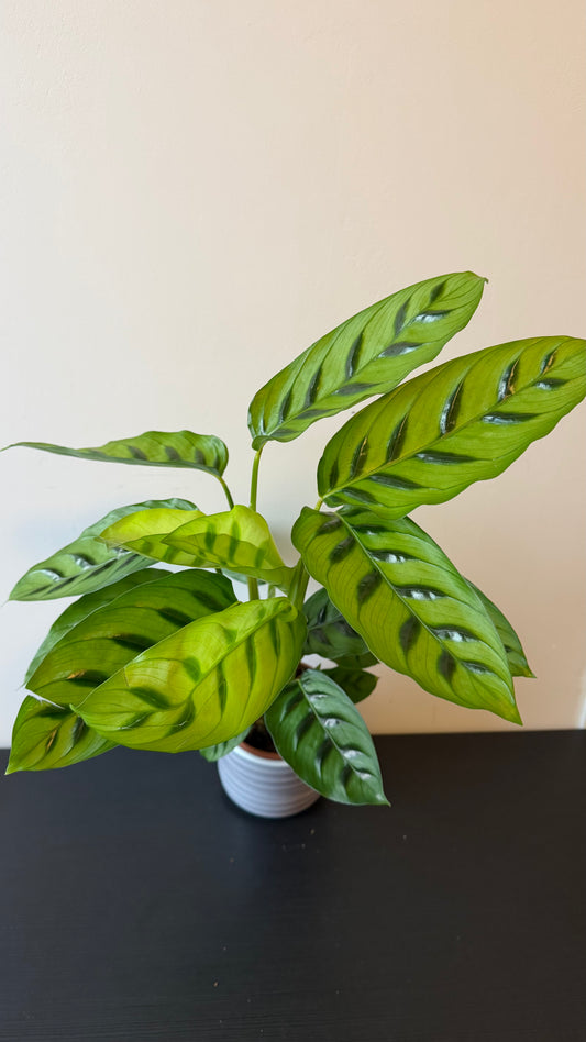 Calathea 1
