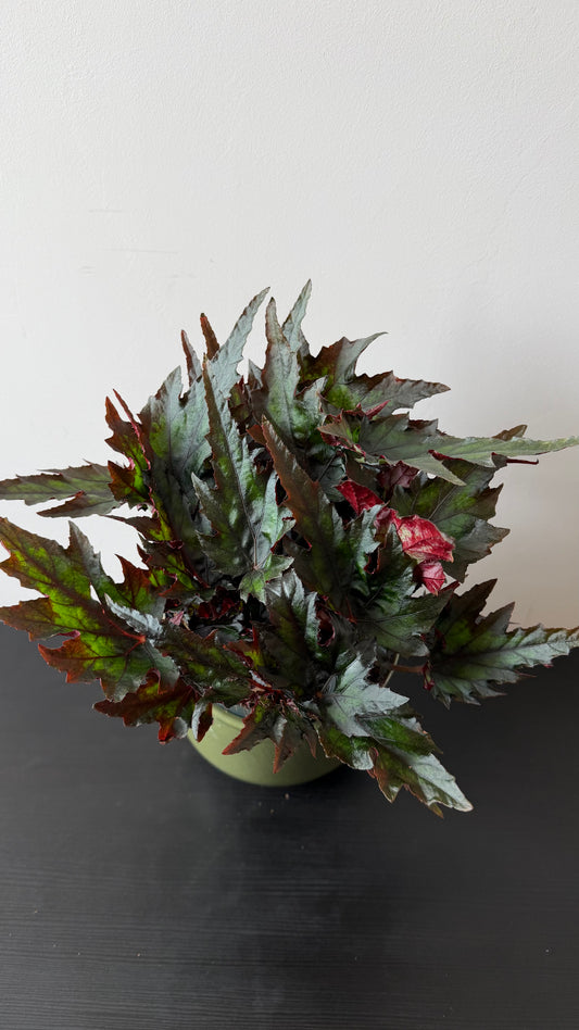 Begonia 12