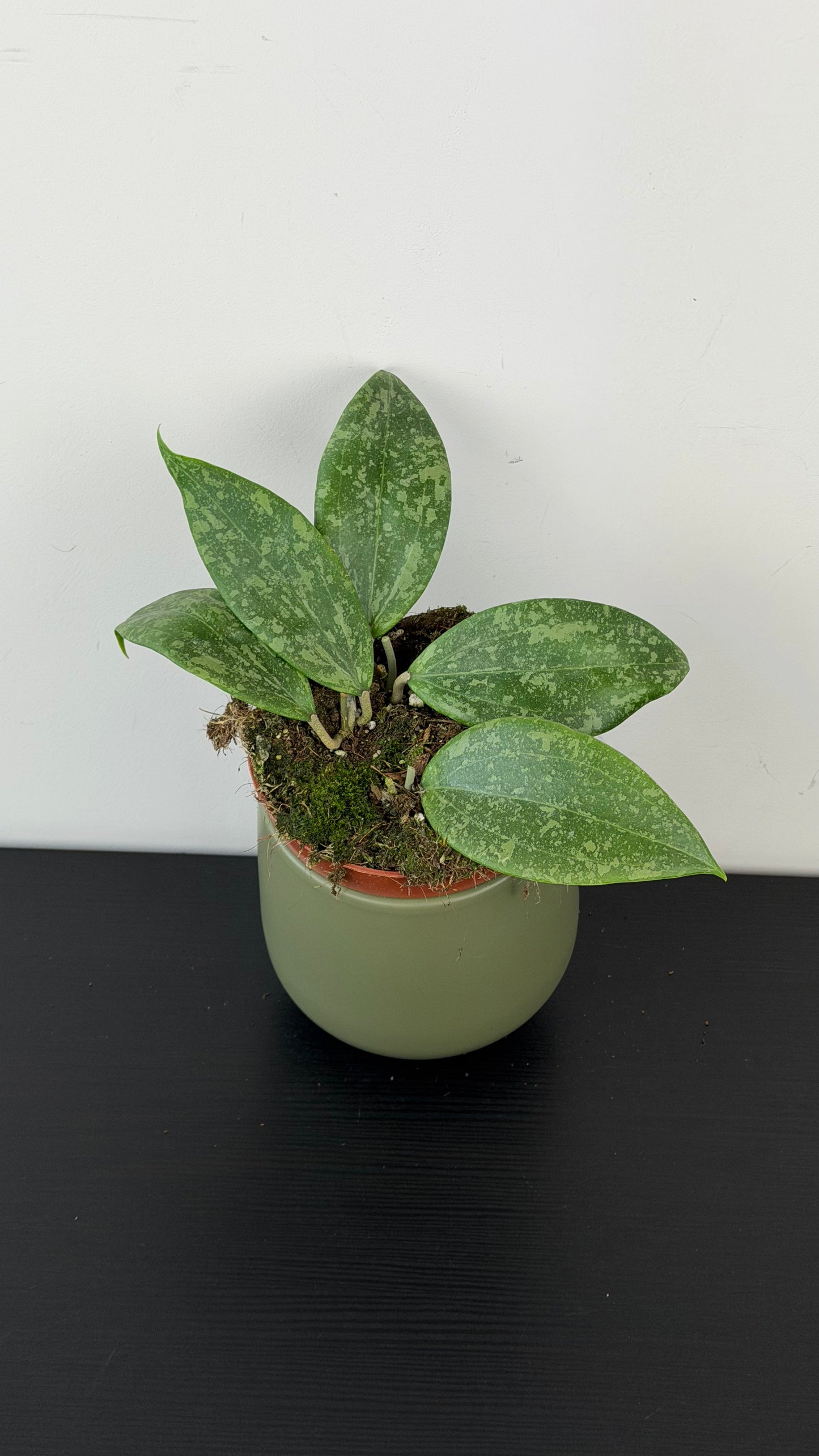 Hoya wibergiae