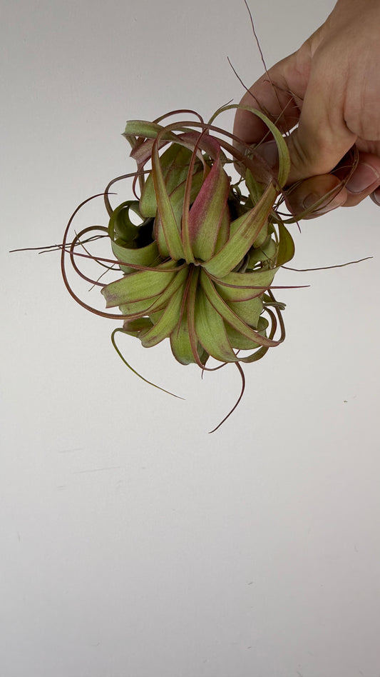 Tillandsia Air plant 7